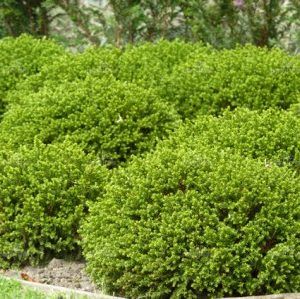 Hebe ‘Emerald Green’ — Emerald, VIC — Emerald Gardens Nursery