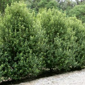 Pittosporum ‘Green Pillar’ — Emerald, VIC — Emerald Gardens Nursery