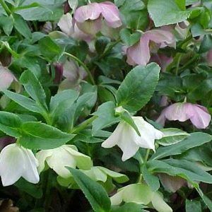 Helleborus ‘Winter Rose’ — Emerald, VIC — Emerald Gardens Nursery