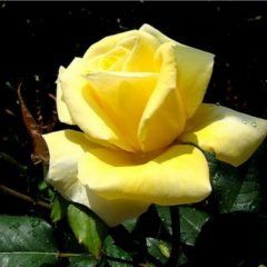 Helmut Schmidt — Emerald, VIC — Emerald Gardens Nursery