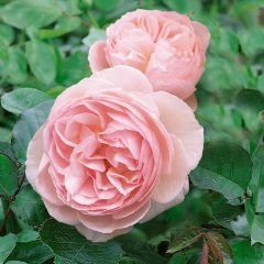Heritage - David Austin English Rose — Emerald, VIC — Emerald Gardens Nursery