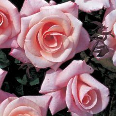 High Hopes Climbing Rose — Emerald, VIC — Emerald Gardens Nursery