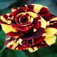 Hocus Pocus — Emerald, VIC — Emerald Gardens Nursery