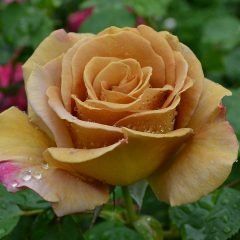 Honey Dijon — Emerald, VIC — Emerald Gardens Nursery