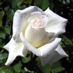 Honour — Emerald, VIC — Emerald Gardens Nursery