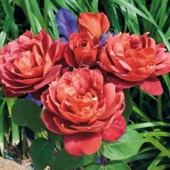 Hot Cocoa — Emerald, VIC — Emerald Gardens Nursery