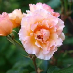 Howard Florey — Emerald, VIC — Emerald Gardens Nursery