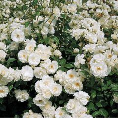 Iceberg Climbing Rose — Emerald, VIC — Emerald Gardens Nursery