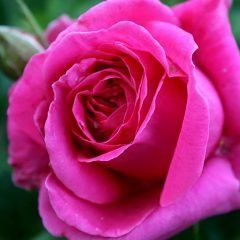 In Appreciation — Emerald, VIC — Emerald Gardens Nursery