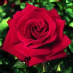 Ingrid Bergman — Emerald, VIC — Emerald Gardens Nursery