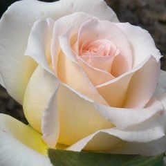 Isn't She Lovely — Emerald, VIC — Emerald Gardens Nursery