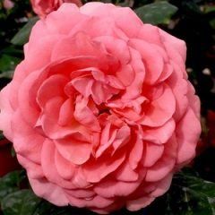 Joy of Health — Emerald, VIC — Emerald Gardens Nursery