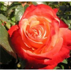 Joy of Life — Emerald, VIC — Emerald Gardens Nursery