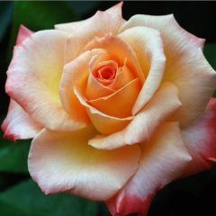 Joyfulness — Emerald, VIC — Emerald Gardens Nursery