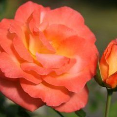 Joyfulness Climbing Rose — Emerald, VIC — Emerald Gardens Nursery