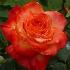 Jubilee 150 — Emerald, VIC — Emerald Gardens Nursery