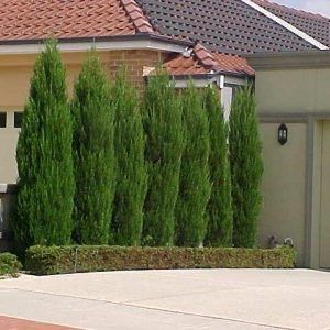 Juniper ‘Spartan’ — Emerald, VIC — Emerald Gardens Nursery