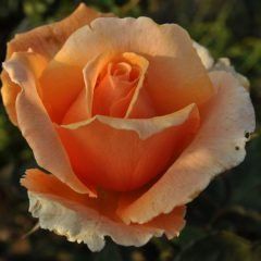 Just Joey — Emerald, VIC — Emerald Gardens Nursery