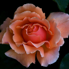 Just Joey Climbing — Emerald, VIC — Emerald Gardens Nursery