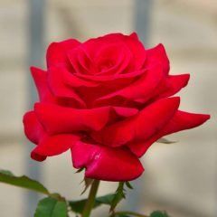 Kardinal — Emerald, VIC — Emerald Gardens Nursery