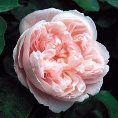 Katherine Morley — Emerald, VIC — Emerald Gardens Nursery