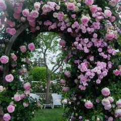 Kathleen Harrop Climbing Rose — Emerald, VIC — Emerald Gardens Nursery