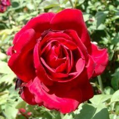 Kentucky Derby — Emerald, VIC — Emerald Gardens Nursery