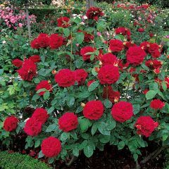 L.D Braithwaite — Emerald, VIC — Emerald Gardens Nursery