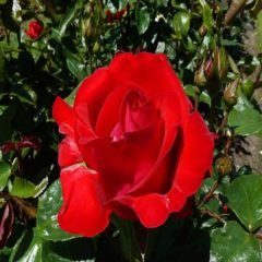 La Marseillaise — Emerald, VIC — Emerald Gardens Nursery