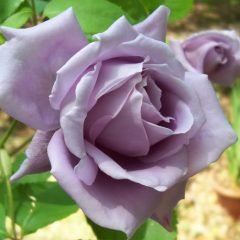 Lady X — Emerald, VIC — Emerald Gardens Nursery