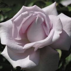 Lagerfeld — Emerald, VIC — Emerald Gardens Nursery