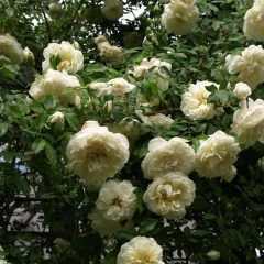 Lamarque Climbing Rose — Emerald, VIC — Emerald Gardens Nursery