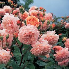 Leander — Emerald, VIC — Emerald Gardens Nursery