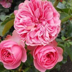 Leonardo da Vinci — Emerald, VIC — Emerald Gardens Nursery