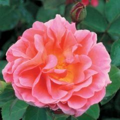 Lilian Austin — Emerald, VIC — Emerald Gardens Nursery