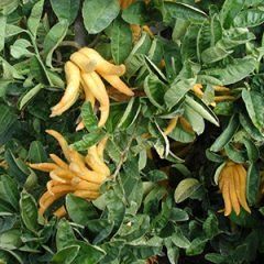 Buddha Hand Lime — Emerald, VIC — Emerald Gardens Nursery