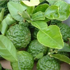 Kaffir Lime — Emerald, VIC — Emerald Gardens Nursery