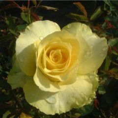 Limelight — Emerald, VIC — Emerald Gardens Nursery