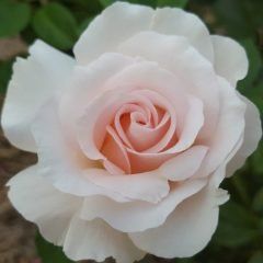 Linked Hearts — Emerald, VIC — Emerald Gardens Nursery