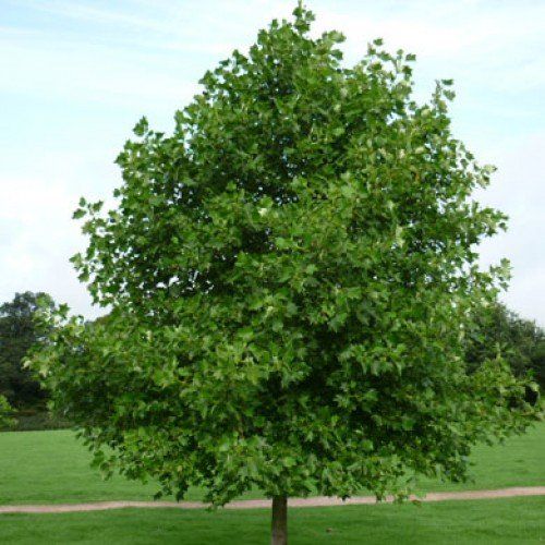 Tulip Tree — Emerald, VIC — Emerald Gardens Nursery