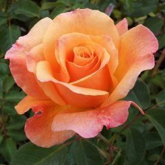 Lolita — Emerald, VIC — Emerald Gardens Nursery