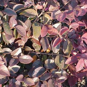Loropetalum ‘China Pink’ — Emerald, VIC — Emerald Gardens Nursery