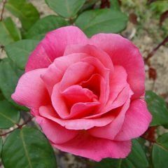 Lorraine Lee Climbing Rose — Emerald, VIC — Emerald Gardens Nursery