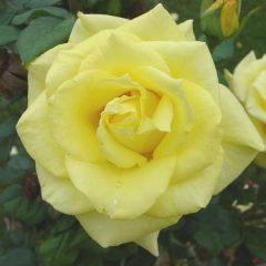 Mabella — Emerald, VIC — Emerald Gardens Nursery