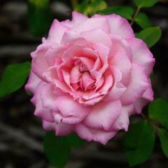 Madame President — Emerald, VIC — Emerald Gardens Nursery