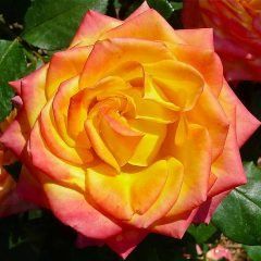 Magma — Emerald, VIC — Emerald Gardens Nursery