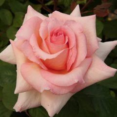 Makybe Diva — Emerald, VIC — Emerald Gardens Nursery