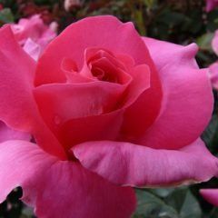 Manou Meilland — Emerald, VIC — Emerald Gardens Nursery