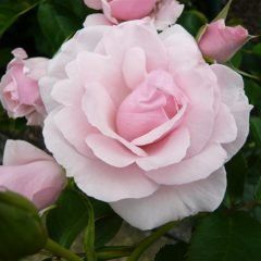 Many Happy Returns — Emerald, VIC — Emerald Gardens Nursery