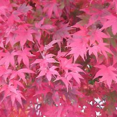 Maples — Emerald, VIC — Emerald Gardens Nursery